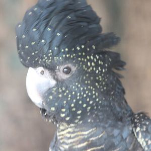 Red-tailed black cockatoo