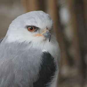 Black-shouldered kite