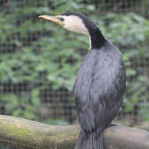 Little pied cormorant
