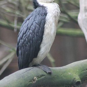 Little pied cormorant