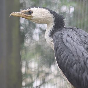Little pied cormorant