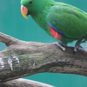 Eclectus parrot