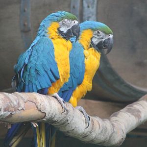 Blue and yellow macaws