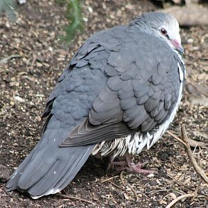 Wonga pigeon