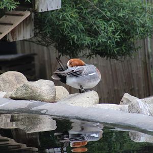 Eurasian Wigeon