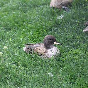 Sharp-Winged Teal