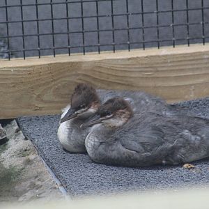 Chinese Merganser Chicks