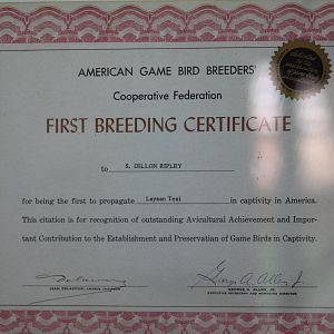 Laysan Teal First Breeding