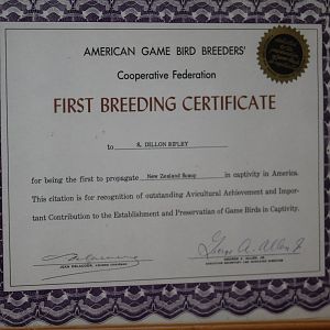 New Zealand Scaup First Breeding