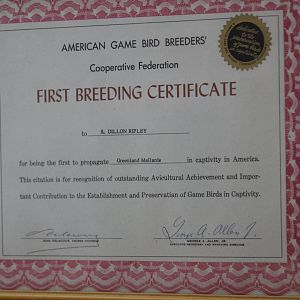 Greenland Mallard First Breeding