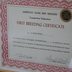 Red-Breasted Goose First Breeding