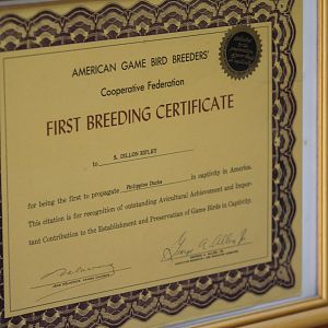 Philippine Duck First Breeding