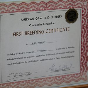 Hawaiian Goose First Breeding