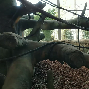 Video: New! Gorilla Indoor Exhibit