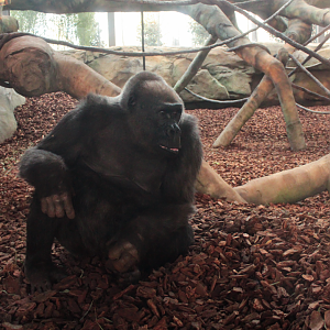 Dec. 2017 - Gorilla World - Samantha in the New Exhibit