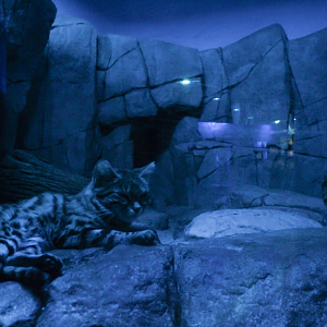 Dec. 2017 - Night Hunters - Black-footed Cat Exhibit