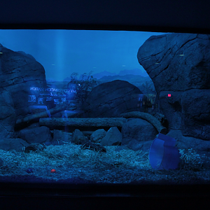 Dec. 2017 - Night Hunters - Southern Three-banded Armadillo