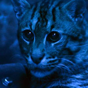 Dec. 2017 - Night Hunters - Fishing Cat
