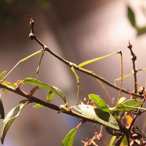 Dec. 2017 - World Of The Insect - Giant Jumping Stick