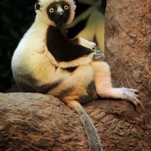 Dec. 2017 - Jungle Trails - Coquerel's Sifaka
