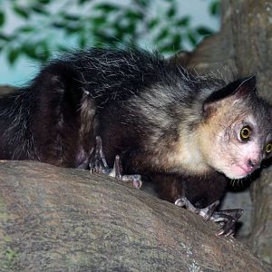 Dec. 2017 - Jungle Trails - Aye-Aye