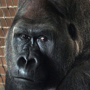 Dec. 2017 - Gorilla World - Jomo