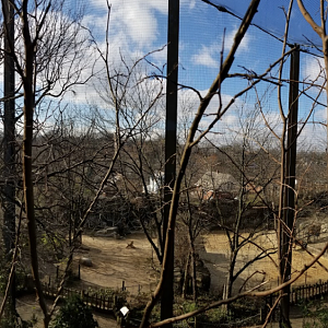 Dec. 2017 - Eagle Eyrie - Steller's Sea Eagle Exhibit Panorama