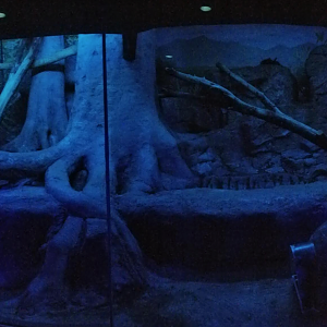 Dec. 2017 - Night Hunters - Bearcat Exhibit