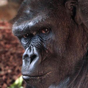 Dec. 2017 - Gorilla World - M'linzi