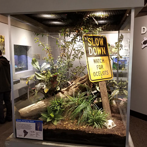 Dec. 2017 - World of the Insect - Giant Jumping Insect Exhibit - Watch For Ocelots