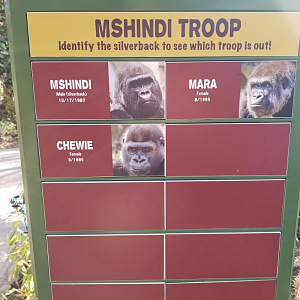 Dec. 2017 - Gorilla World - New Troop Signage - M'shindi's Group