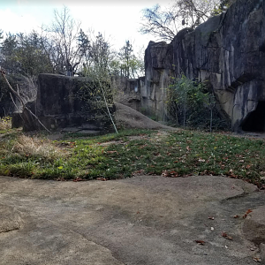Dec. 2017 - Gorilla World - New Viewing For Outdoor Exhibit