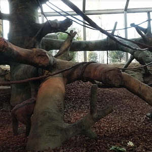 Dec. 2017 - Gorilla World - New! Indoor Exhibit