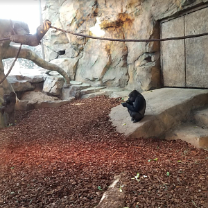 Dec. 2017 - Gorilla World - New! Indoor Exhibit