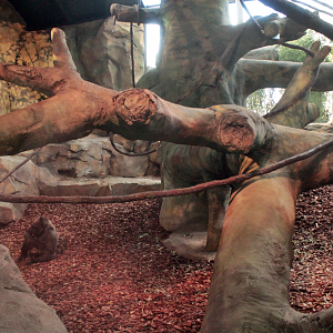 Dec. 2017 - Gorilla World - New! Indoor Exhibit