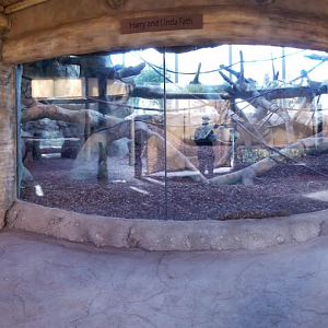 Dec. 2017 - Gorilla World - New! Indoor Exhibit Panorama