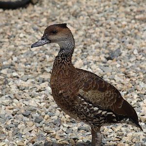 West Indian Whistling-Duck