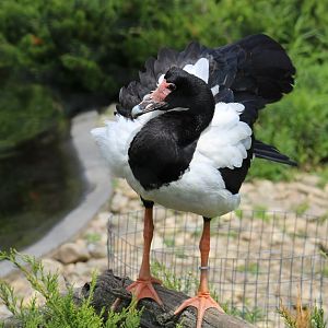 Magpie Goose