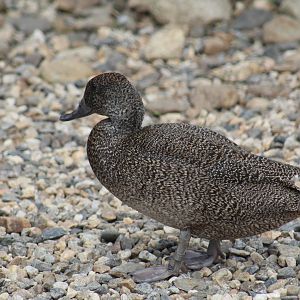 Freckled Duck