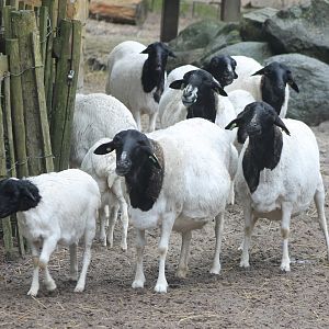 Black-headed sheep