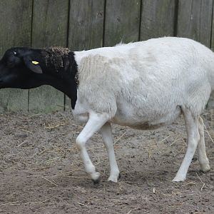 Black-headed sheep