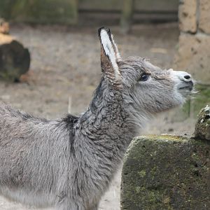 Pygmy donkey-foal