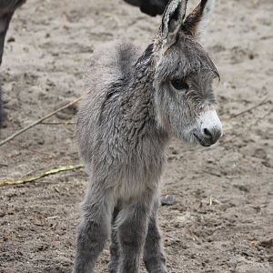 Pygmy donkey-foal