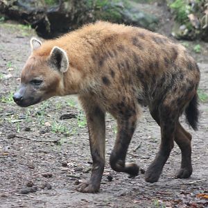 Spotted hyena