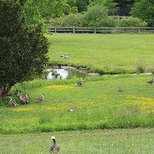 View of Walk-Through Enclosure