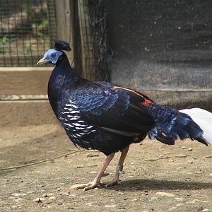 Vieillot's Crested Fireback