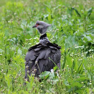 Crested Screamer