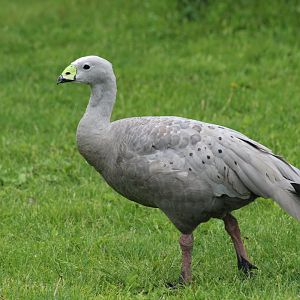 Cape Barren Goose