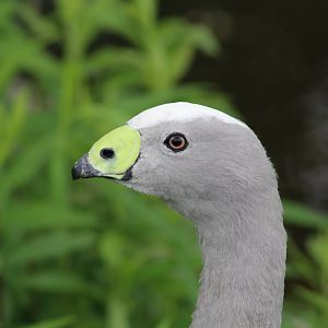 Close-Up of Cape Barren Goose