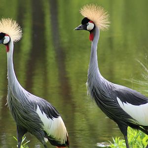 East African Crowned Crane